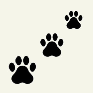 ドッグサロンpuppy,ドッグサロンパピー,トリミング,ペットサロン