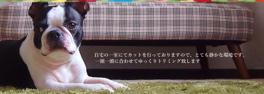 ドッグサロンpuppy,ドッグサロンパピー,トリミング,ペットサロン